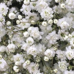 baby's breath