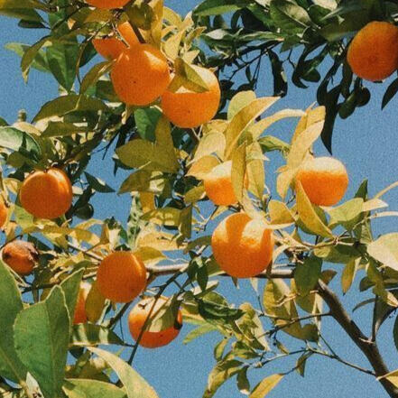 orange trees